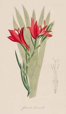 Lot 44 - Burnett (Mary Ann). Plantae Utiliores, 4 vols, 1st ed, 1842-50