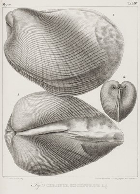 Lot 39 - Agassiz (Louis). Etudes Critiques sur les Mollusques Fossiles... des Myes 1842-45