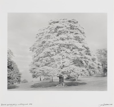 Lot 7 - Blakemore (John, 1936-2025). Birch...,1978 and Beech..., 1989, gelatin silver prints